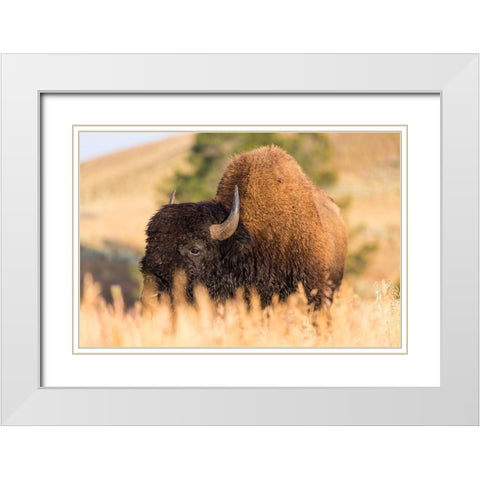 Bison, Blacktail Deer Plateau, Yellowstone National Park White Modern Wood Framed Art Print with Double Matting by The Yellowstone Collection