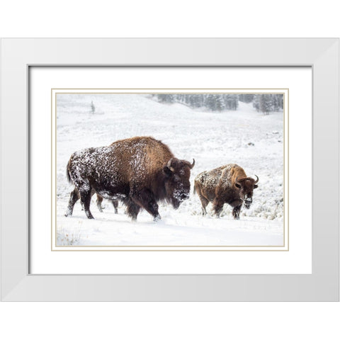 Bison I, Lamar Valley, Yellowstone National Park White Modern Wood Framed Art Print with Double Matting by The Yellowstone Collection