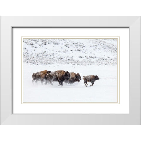 Bison II, Lamar Valley, Yellowstone National Park White Modern Wood Framed Art Print with Double Matting by The Yellowstone Collection
