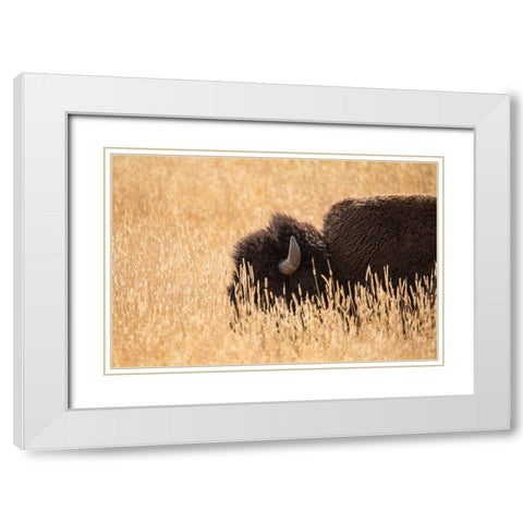 Bison III, Lamar Valley, Yellowstone National Park White Modern Wood Framed Art Print with Double Matting by The Yellowstone Collection