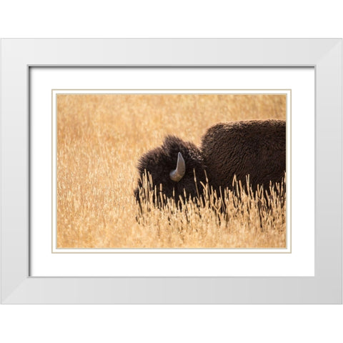 Bison III, Lamar Valley, Yellowstone National Park White Modern Wood Framed Art Print with Double Matting by The Yellowstone Collection