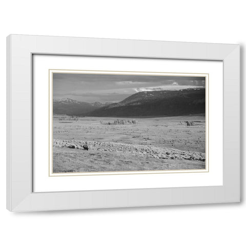 Bison IV, Lamar Valley, Yellowstone National Park White Modern Wood Framed Art Print with Double Matting by The Yellowstone Collection