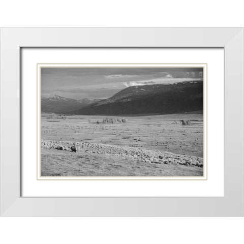 Bison IV, Lamar Valley, Yellowstone National Park White Modern Wood Framed Art Print with Double Matting by The Yellowstone Collection