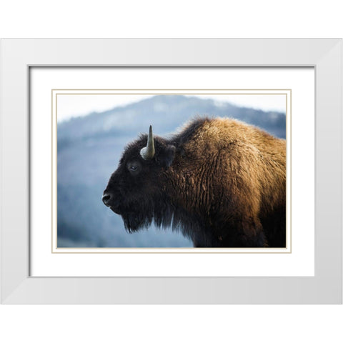 Bison V, Lamar Valley, Yellowstone National Park White Modern Wood Framed Art Print with Double Matting by The Yellowstone Collection