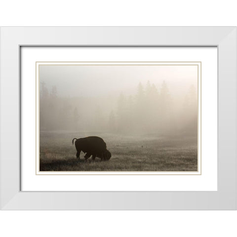 Bison, Lower Geyser Basin, Yellowstone National Park White Modern Wood Framed Art Print with Double Matting by The Yellowstone Collection