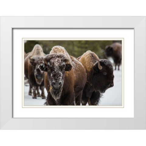 Bison, Norris Geyser Basin, Yellowstone National Park White Modern Wood Framed Art Print with Double Matting by The Yellowstone Collection