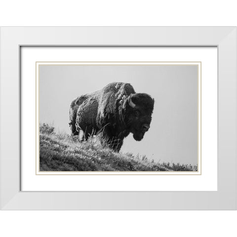 Bison, Yellowstone National Park White Modern Wood Framed Art Print with Double Matting by Restivo, David