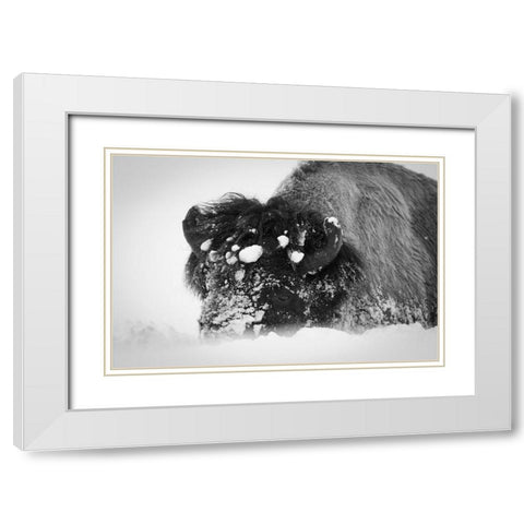 Close up of bison, Yellowstone National Park White Modern Wood Framed Art Print with Double Matting by Herbert, Neal