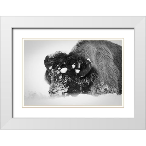 Close up of bison, Yellowstone National Park White Modern Wood Framed Art Print with Double Matting by Herbert, Neal