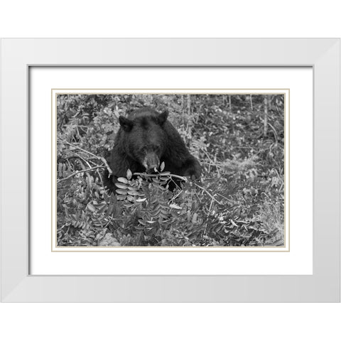 Black Bear near the Mammoth to Tower Road, Yellowstone National Park White Modern Wood Framed Art Print with Double Matting by Peaco, Jim