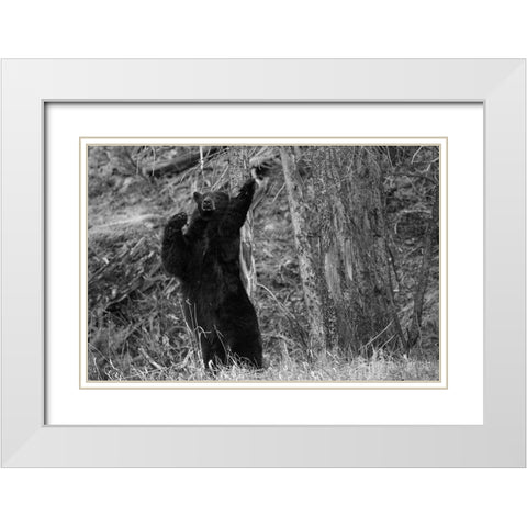 Black Bear near Phantom Lake, Yellowstone National Park White Modern Wood Framed Art Print with Double Matting by The Yellowstone Collection