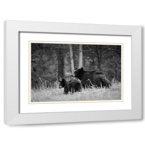 Black Bear Sow with Cub, Tower Fall, Yellowstone National Park White Modern Wood Framed Art Print with Double Matting by The Yellowstone Collection