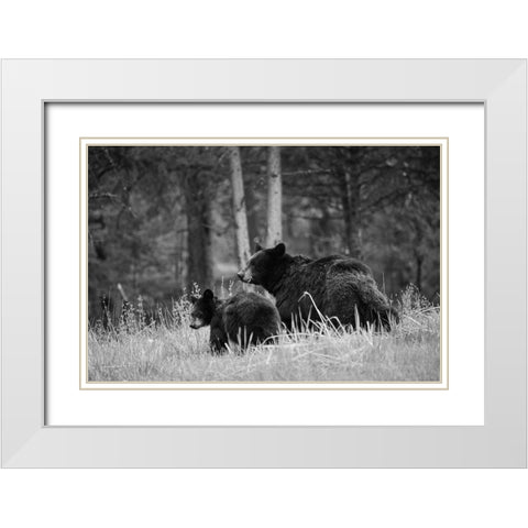Black Bear Sow with Cub, Tower Fall, Yellowstone National Park White Modern Wood Framed Art Print with Double Matting by The Yellowstone Collection