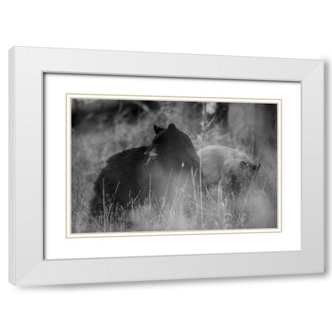 Black Bear Sow with Cub, Tower Fall, Yellowstone National Park White Modern Wood Framed Art Print with Double Matting by The Yellowstone Collection