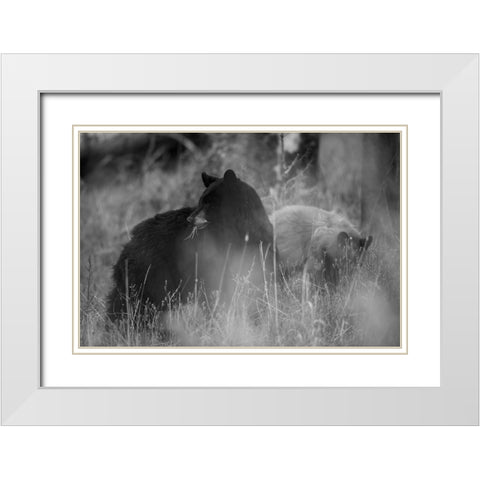 Black Bear Sow with Cub, Tower Fall, Yellowstone National Park White Modern Wood Framed Art Print with Double Matting by The Yellowstone Collection