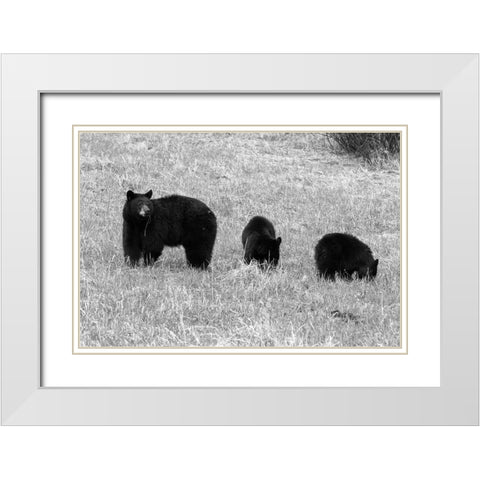 Blackbear Sow and Cubs, Yellowstone National Park White Modern Wood Framed Art Print with Double Matting by Frank, Corrie