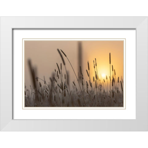 Backlit Grasses at Sunrise, Yellowstone National Park White Modern Wood Framed Art Print with Double Matting by The Yellowstone Collection
