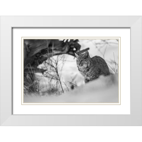 Bobcat along the Madison River, Yellowstone National Park White Modern Wood Framed Art Print with Double Matting by The Yellowstone Collection