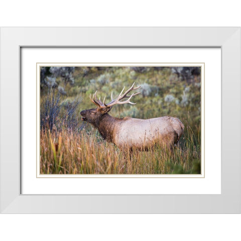 Bugling Elk, Mammoth Hot Springs, Yellowstone National Park White Modern Wood Framed Art Print with Double Matting by The Yellowstone Collection