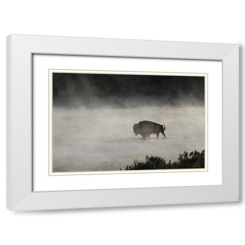 Bull Bison crossing Yellowstone River, Yellowstone National Park White Modern Wood Framed Art Print with Double Matting by Peaco, Jim