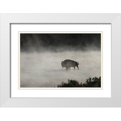 Bull Bison crossing Yellowstone River, Yellowstone National Park White Modern Wood Framed Art Print with Double Matting by Peaco, Jim