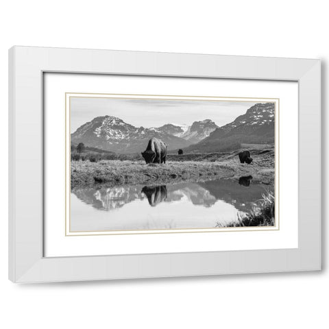 Bull Bison Graze in Lamar Valley, Yellowstone National Park White Modern Wood Framed Art Print with Double Matting by Frank, Jacob W.