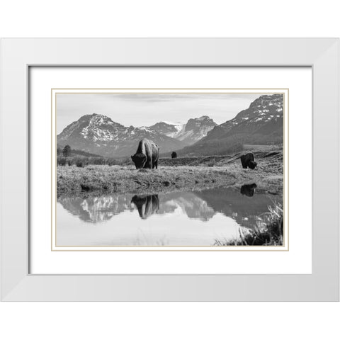 Bull Bison Graze in Lamar Valley, Yellowstone National Park White Modern Wood Framed Art Print with Double Matting by Frank, Jacob W.
