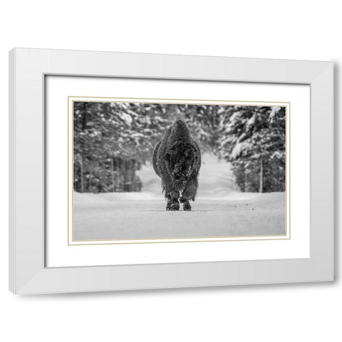 Bull Bison near Fishing Bridge, Yellowstone National Park White Modern Wood Framed Art Print with Double Matting by The Yellowstone Collection