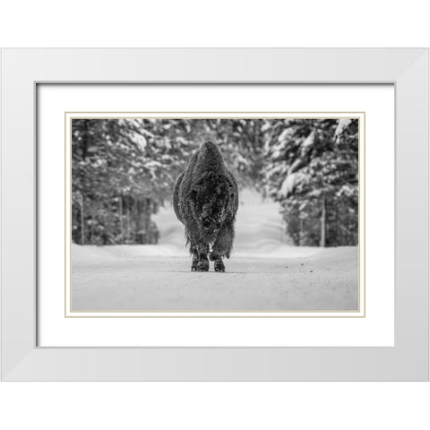 Bull Bison near Fishing Bridge, Yellowstone National Park White Modern Wood Framed Art Print with Double Matting by The Yellowstone Collection