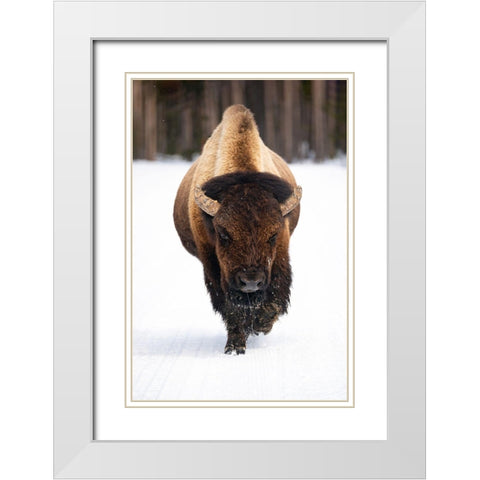 Bull Bison near Midway Geyser Basin, Yellowstone National Park White Modern Wood Framed Art Print with Double Matting by The Yellowstone Collection