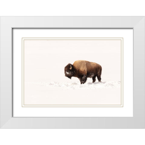 Bull Bison on a Winter Day, Yellowstone National Park White Modern Wood Framed Art Print with Double Matting by The Yellowstone Collection