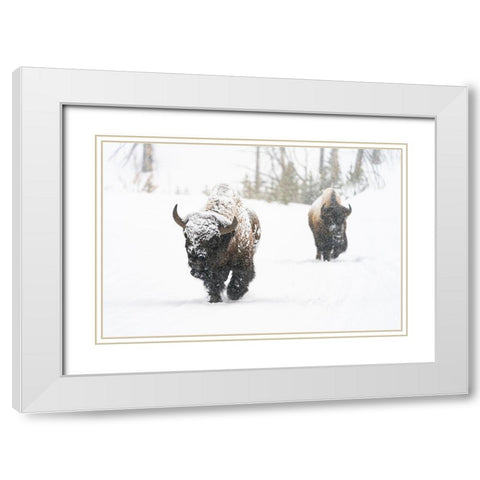 Bull Bison on the East Entrance Road, Yellowstone National Park White Modern Wood Framed Art Print with Double Matting by Frank, Jacob W.