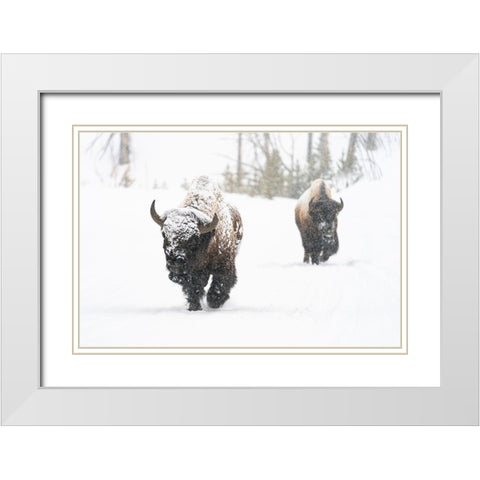 Bull Bison on the East Entrance Road, Yellowstone National Park White Modern Wood Framed Art Print with Double Matting by Frank, Jacob W.