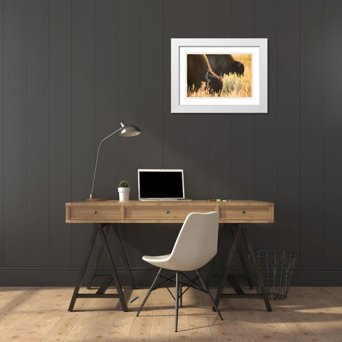 Bull Bison, Blacktail Deer Plateau, Yellowstone National Park White Modern Wood Framed Art Print with Double Matting by The Yellowstone Collection