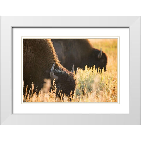 Bull Bison, Blacktail Deer Plateau, Yellowstone National Park White Modern Wood Framed Art Print with Double Matting by The Yellowstone Collection