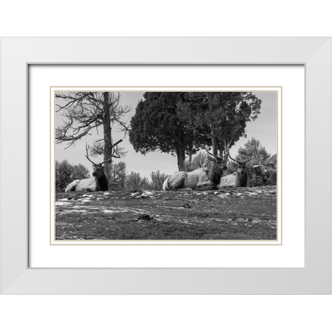 Bull Elk at Mammoth Hot Springs, Yellowstone National Park White Modern Wood Framed Art Print with Double Matting by Renkin, Diane