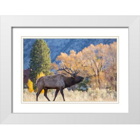 Bull Elk Bugling, Mammoth Hot Springs, Yellowstone National Park White Modern Wood Framed Art Print with Double Matting by The Yellowstone Collection