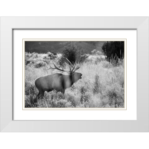 Bull Elk Bugling, Mammoth Hot Springs, Yellowstone National Park White Modern Wood Framed Art Print with Double Matting by The Yellowstone Collection