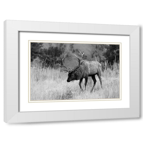 Bull Elk Grazing in Mammoth Hot Springs, Yellowstone National Park White Modern Wood Framed Art Print with Double Matting by The Yellowstone Collection
