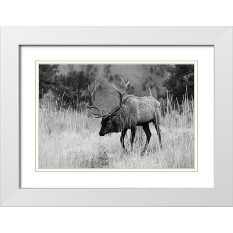 Bull Elk Grazing in Mammoth Hot Springs, Yellowstone National Park White Modern Wood Framed Art Print with Double Matting by The Yellowstone Collection