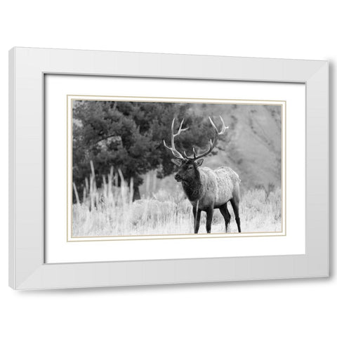 Bull Elk in Mammoth Hot Springs, Yellowstone National Park White Modern Wood Framed Art Print with Double Matting by The Yellowstone Collection
