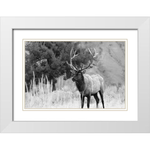 Bull Elk in Mammoth Hot Springs, Yellowstone National Park White Modern Wood Framed Art Print with Double Matting by The Yellowstone Collection