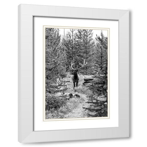 Bull Elk on a Trail, Yellowstone National Park White Modern Wood Framed Art Print with Double Matting by Frank, Jacob W.