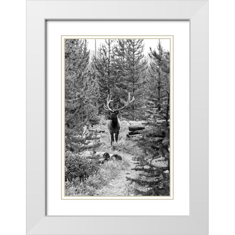 Bull Elk on a Trail, Yellowstone National Park White Modern Wood Framed Art Print with Double Matting by Frank, Jacob W.