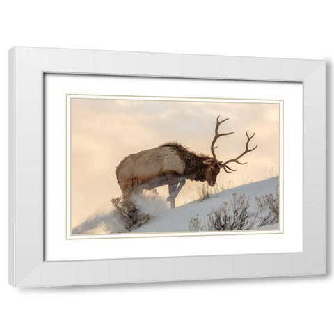 Bull Elk Searches for Food, Yellowstone National Park White Modern Wood Framed Art Print with Double Matting by The Yellowstone Collection