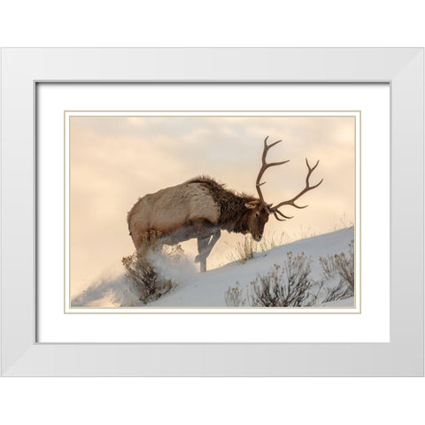 Bull Elk Searches for Food, Yellowstone National Park White Modern Wood Framed Art Print with Double Matting by The Yellowstone Collection