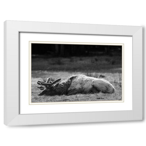 Bull Elk Sleeping in Spring, Yellowstone National Park White Modern Wood Framed Art Print with Double Matting by Herbert, Neal