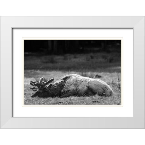 Bull Elk Sleeping in Spring, Yellowstone National Park White Modern Wood Framed Art Print with Double Matting by Herbert, Neal