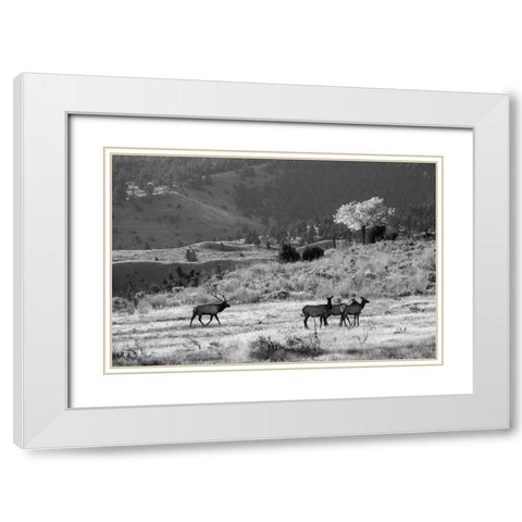 Bull Elk with Harem, Mammoth Hot Springs, Yellowstone National Park White Modern Wood Framed Art Print with Double Matting by The Yellowstone Collection