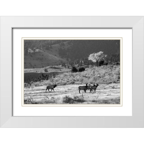 Bull Elk with Harem, Mammoth Hot Springs, Yellowstone National Park White Modern Wood Framed Art Print with Double Matting by The Yellowstone Collection